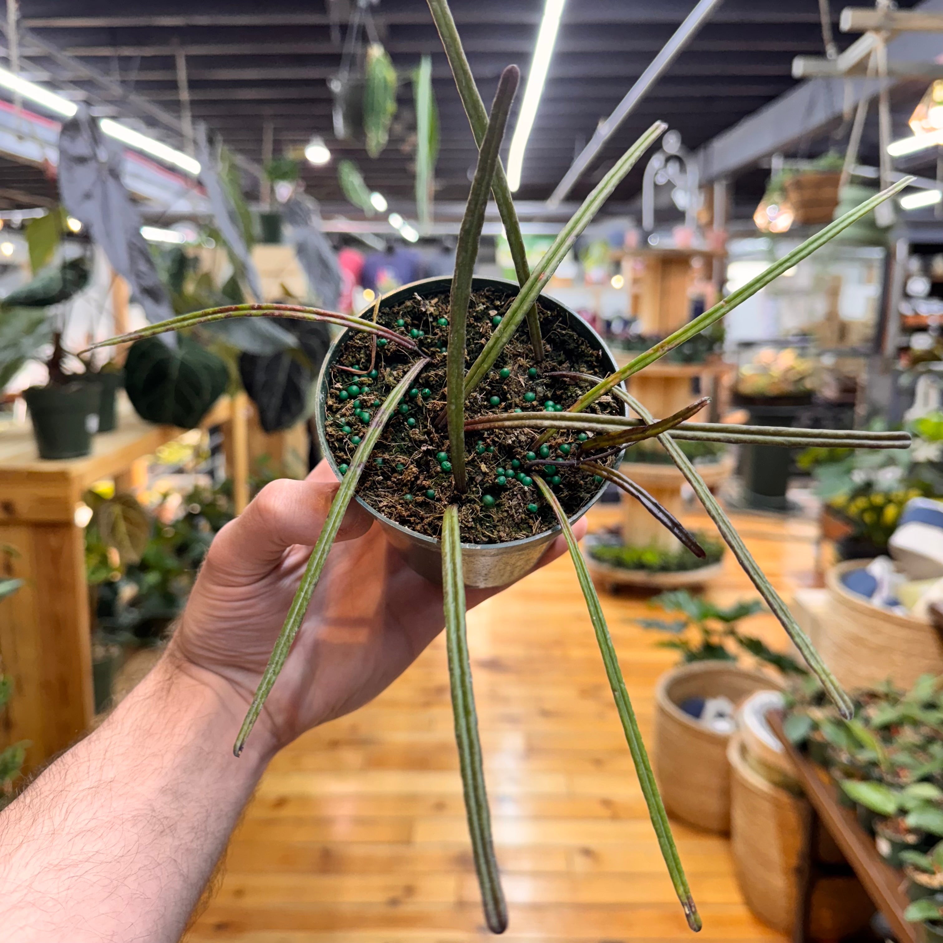 Hoya Insularis