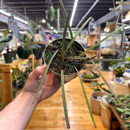 Hoya Insularis