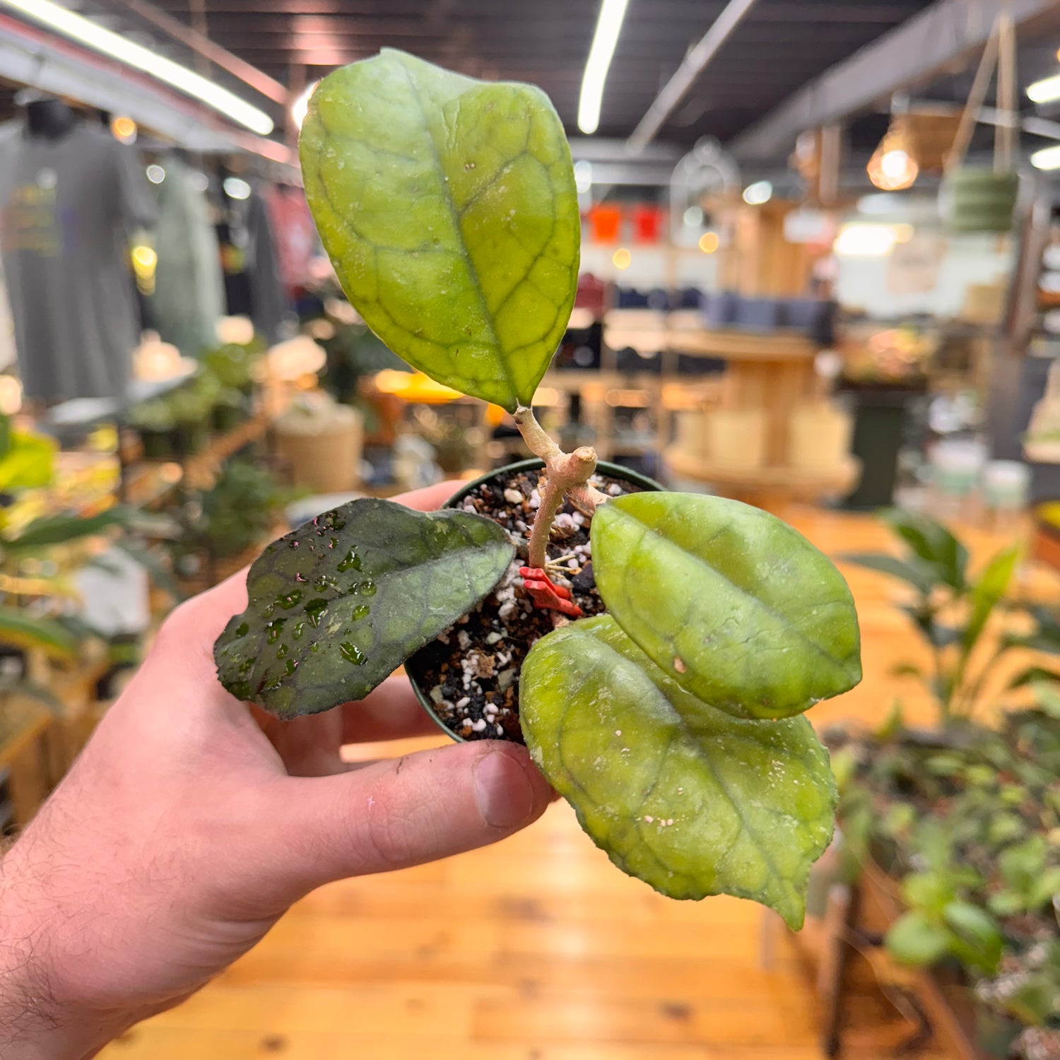 Hoya Svetlana