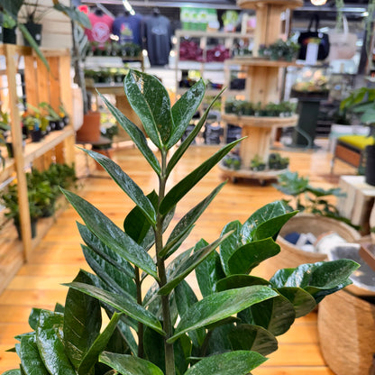 Zamioculas Zamiifolia &