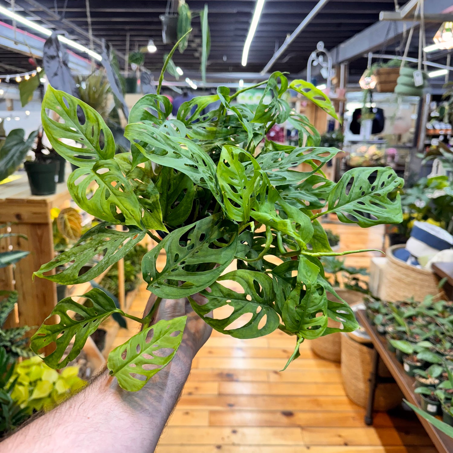 Monstera Swiss Cheese