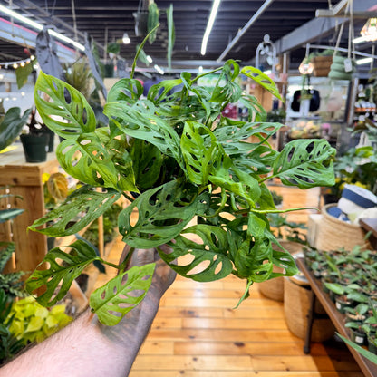 Monstera Swiss Cheese