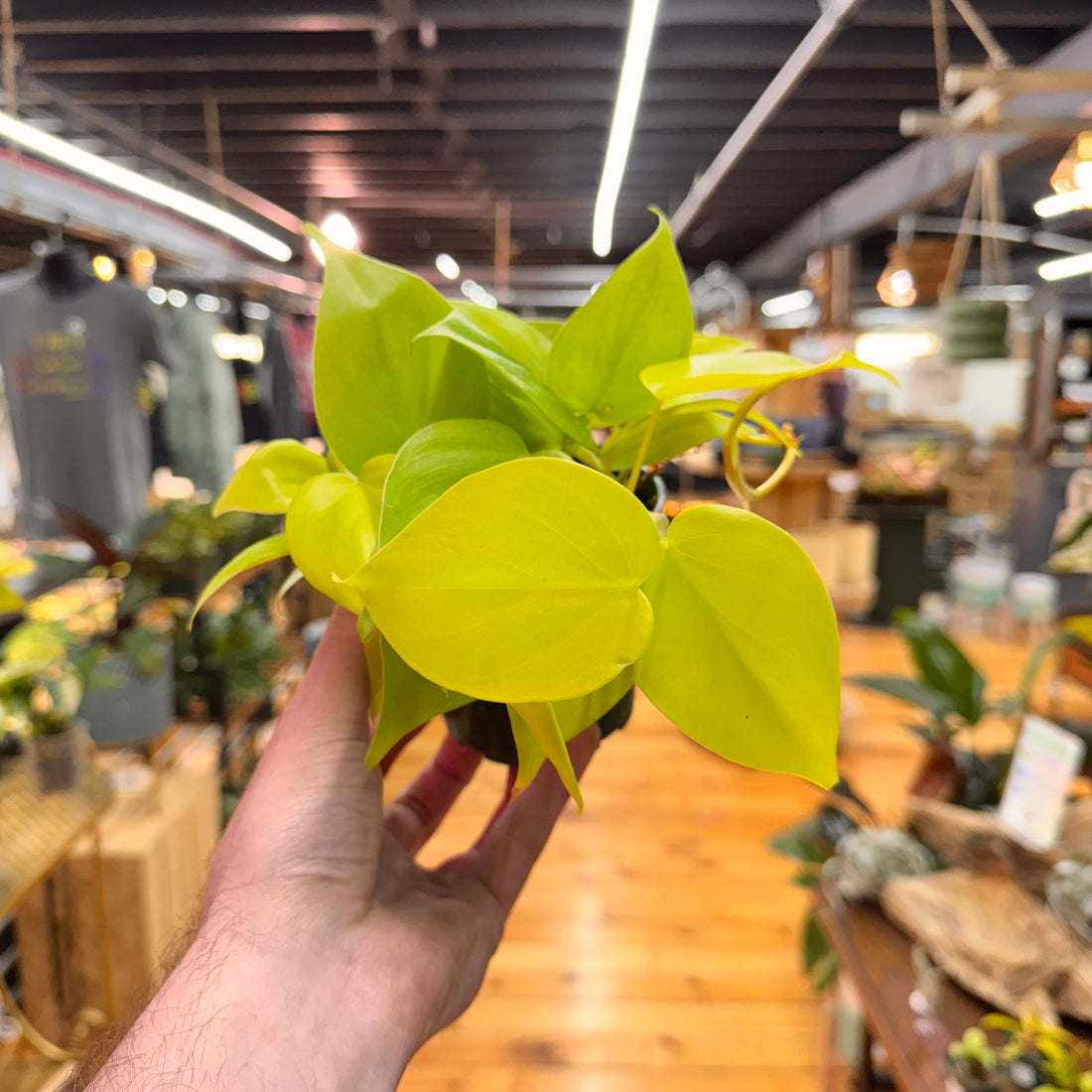 Philodendron Neon