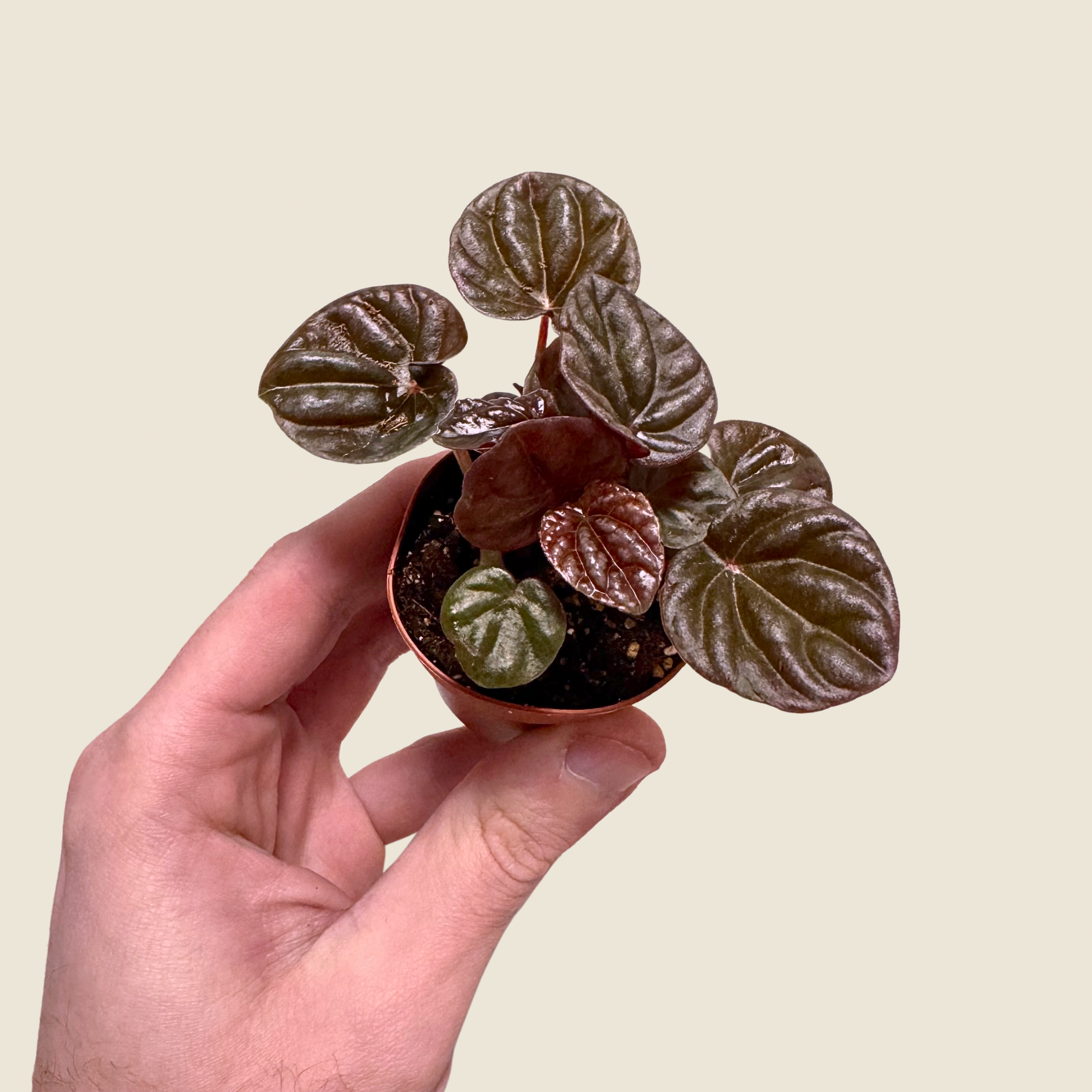 Peperomia Luna Red
