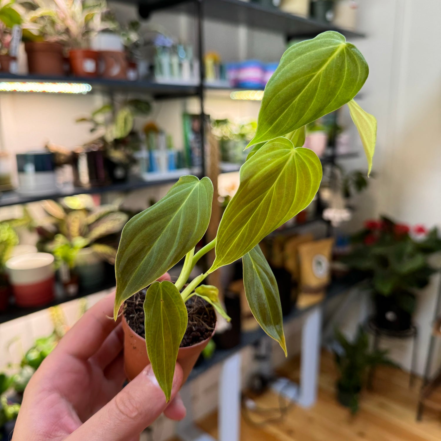 Philodendron Glorious