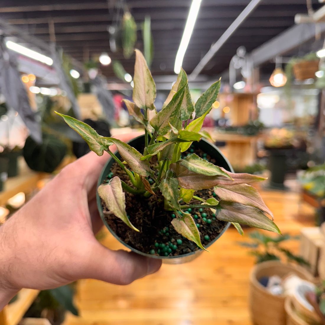 Syngonium Mickey