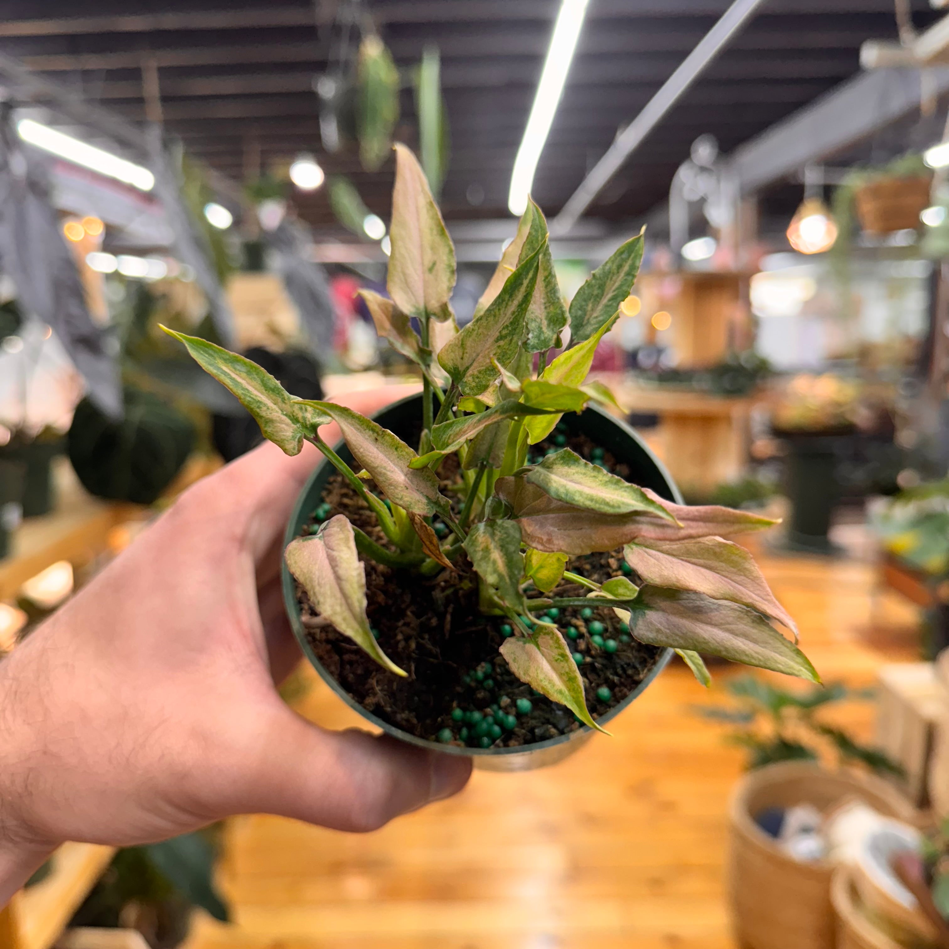 Syngonium Mickey