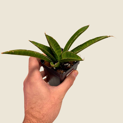 Sansevieria Jade Pagoda