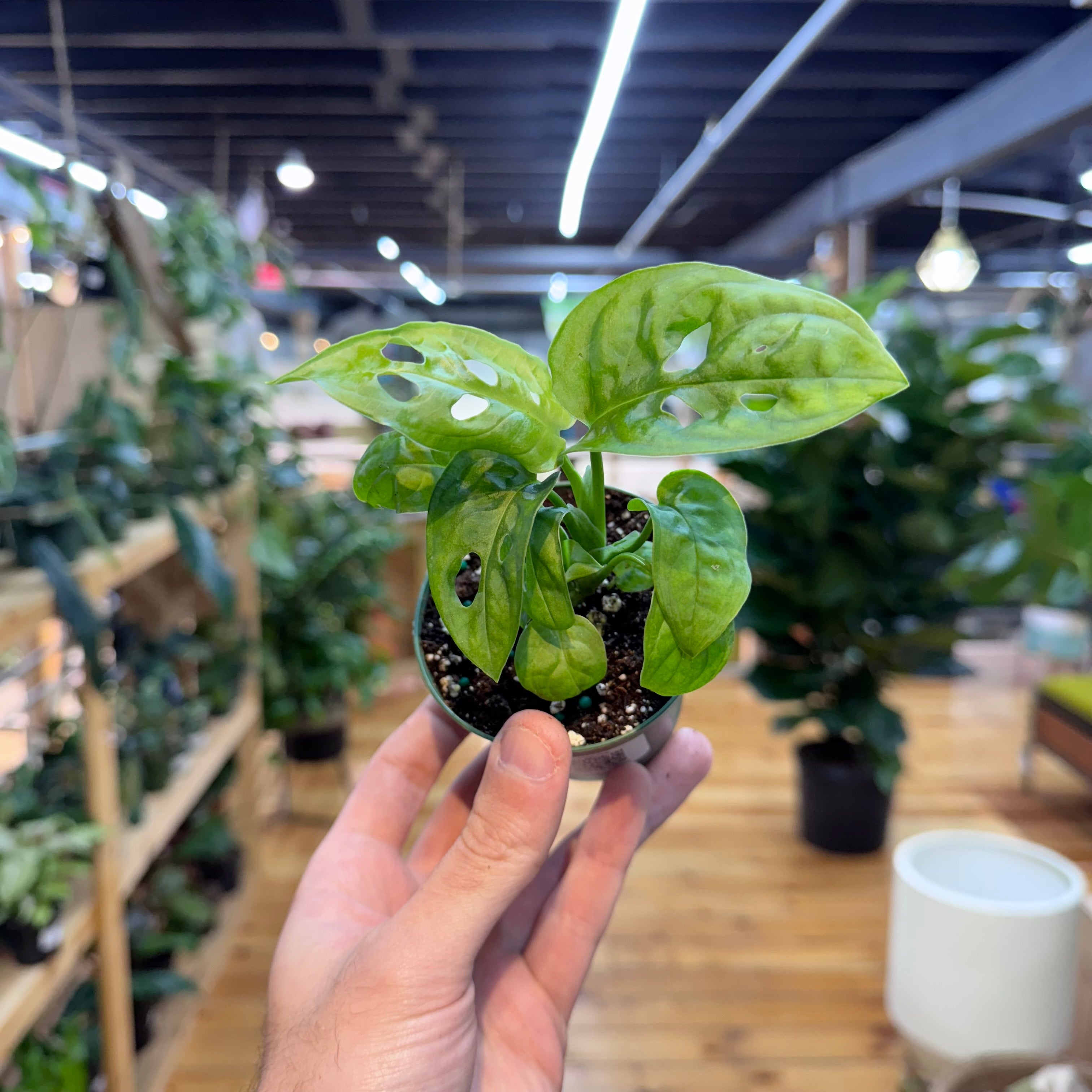 Hand holding a small potted plant in a store setting