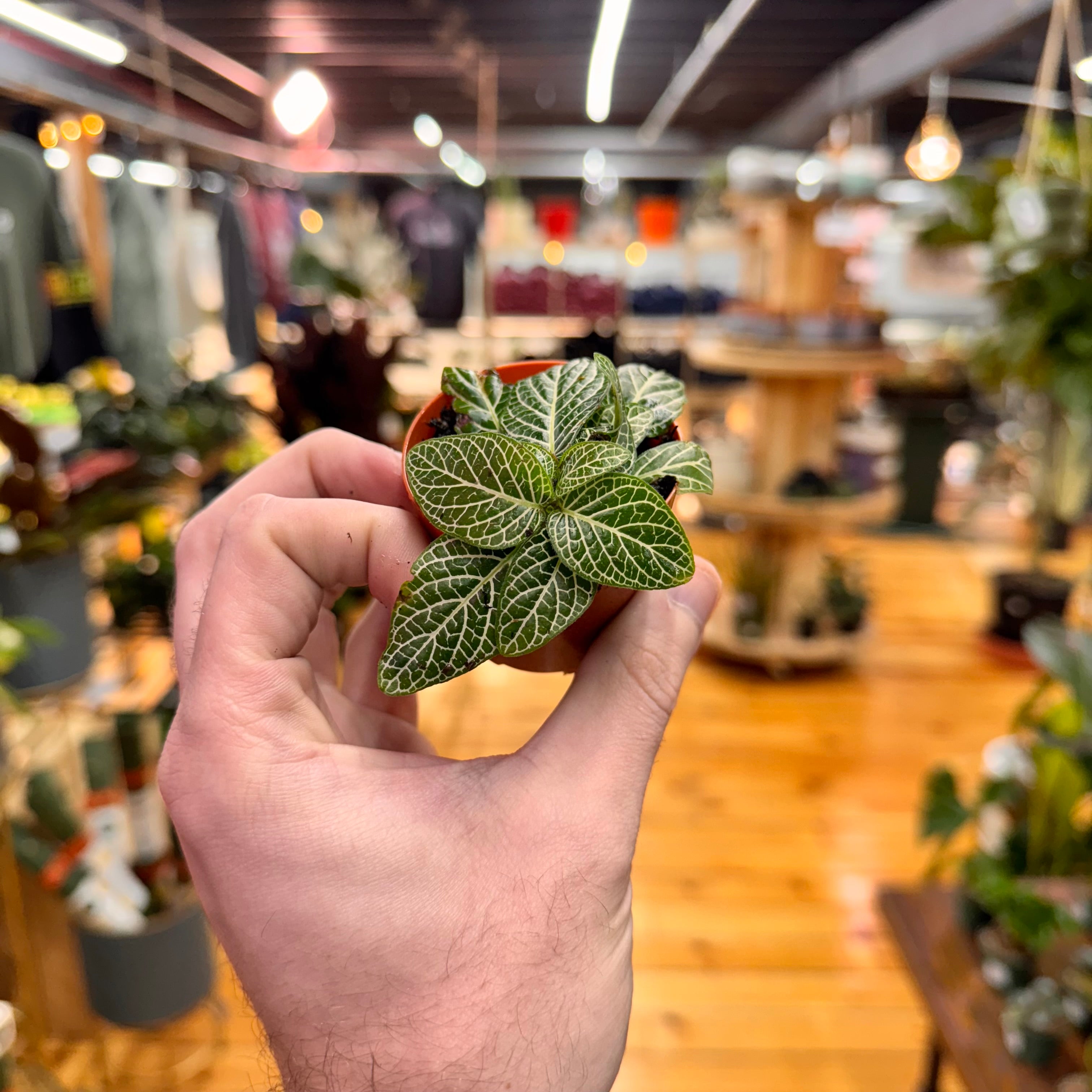 Fittonia &