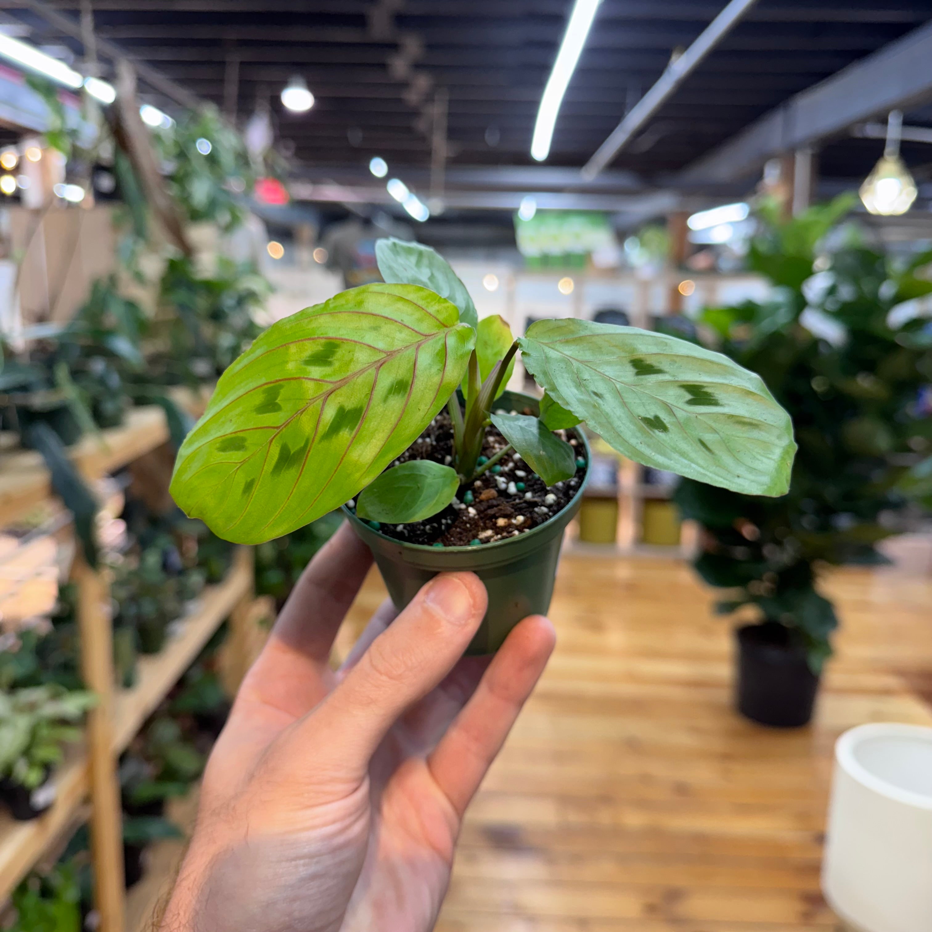 Hand holding a small potted plant in an indoor setting with blurred plants in the background