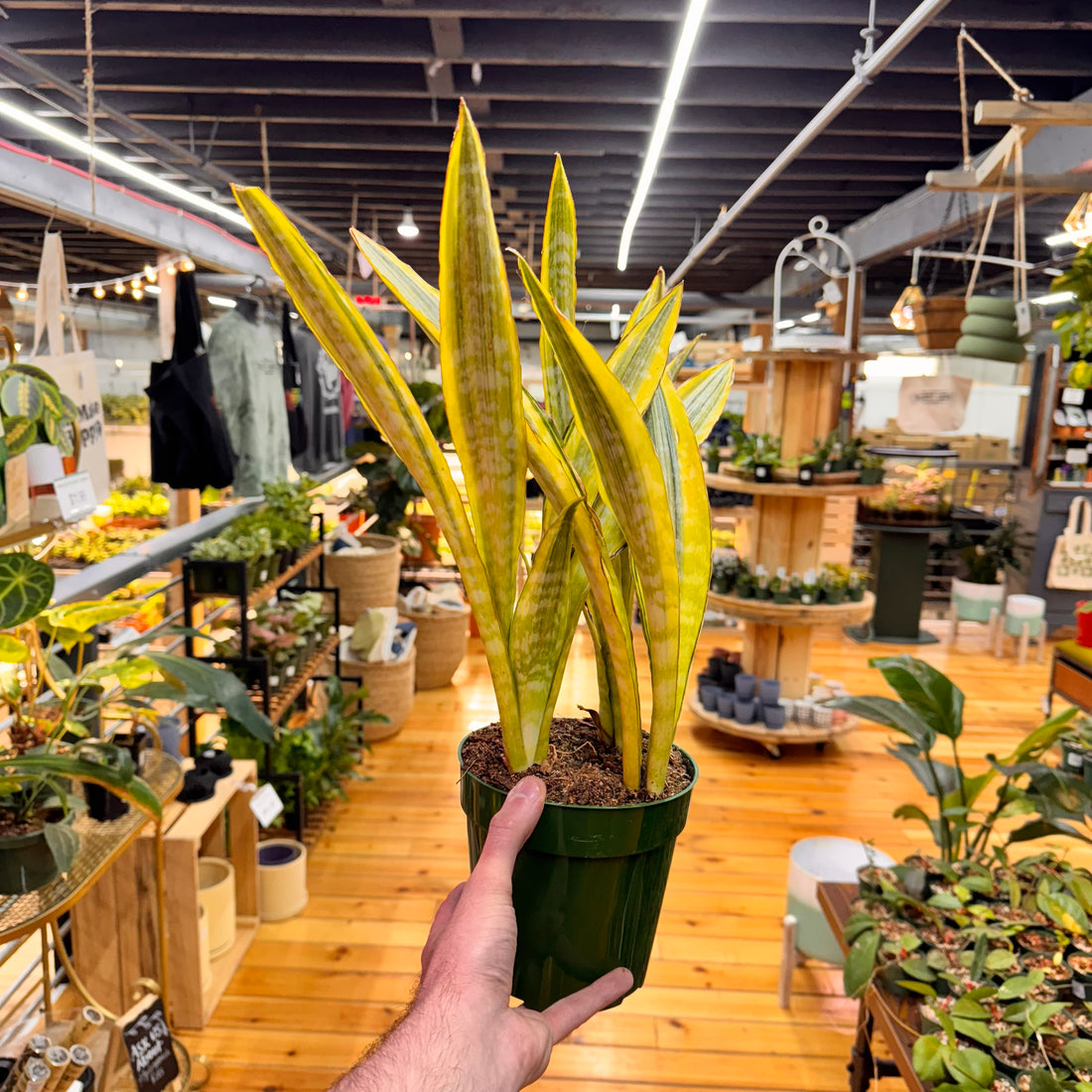 Sansevieria Lauren