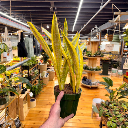 Sansevieria Lauren