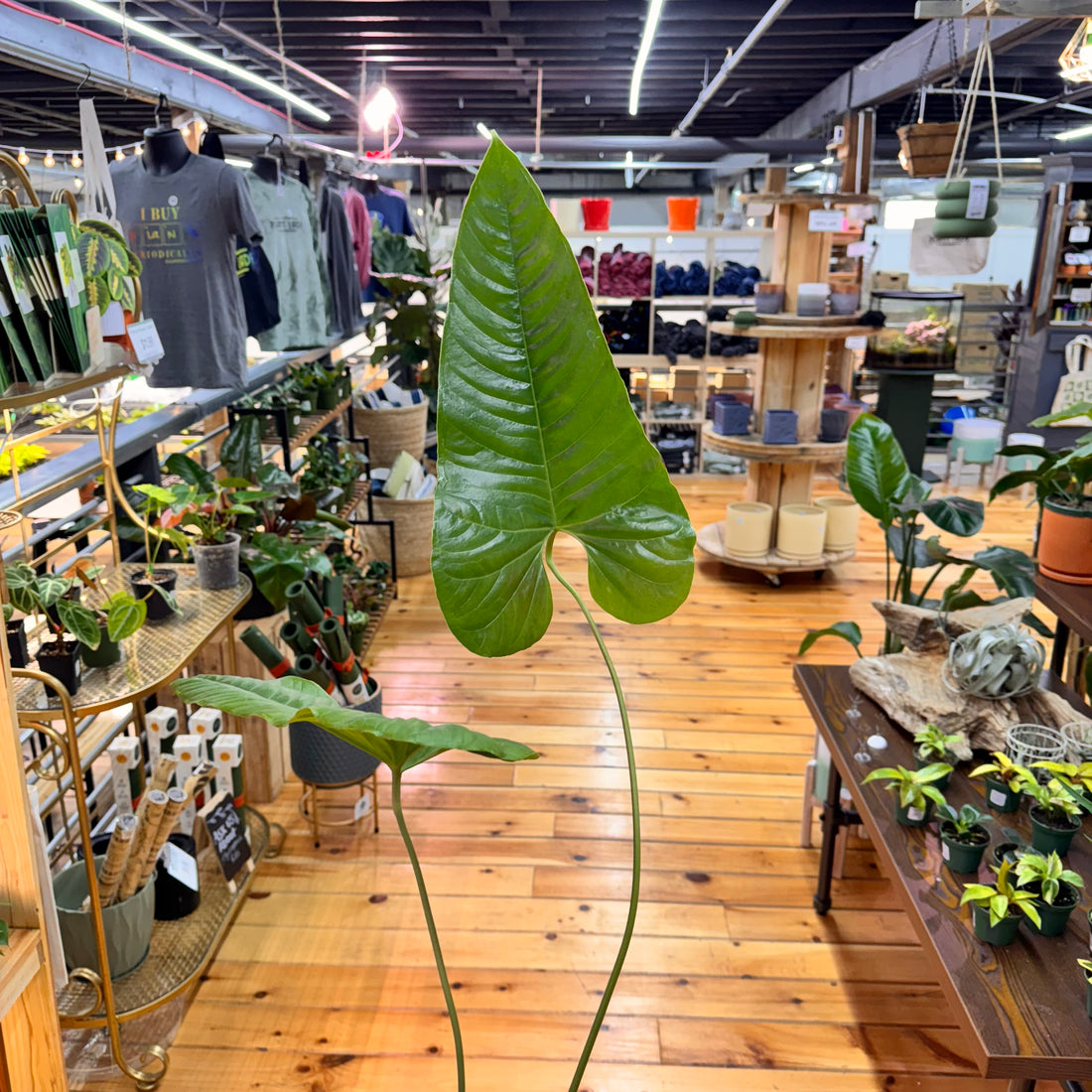 Anthurium NOID