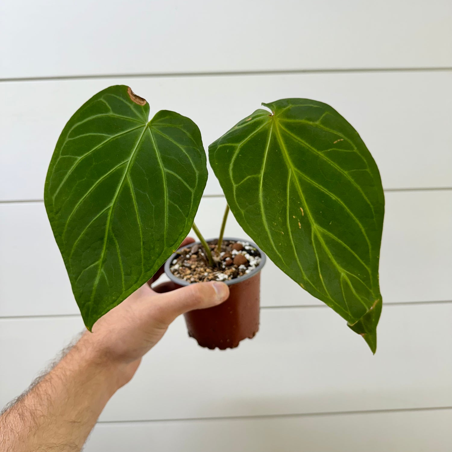 Anthurium Magnificum