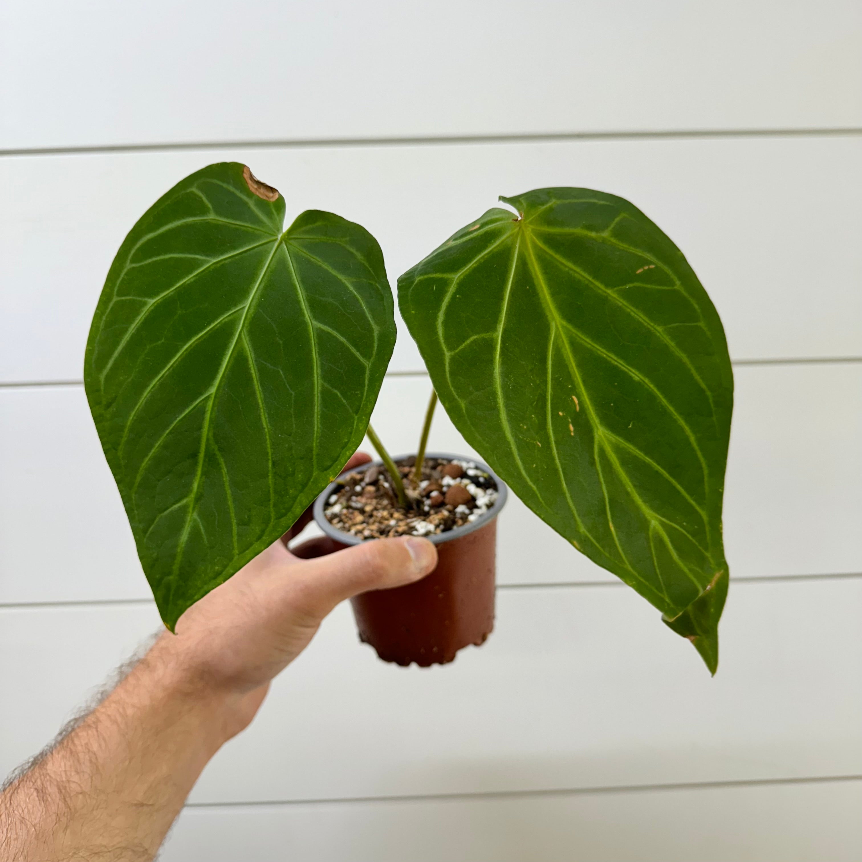 Anthurium Magnificum