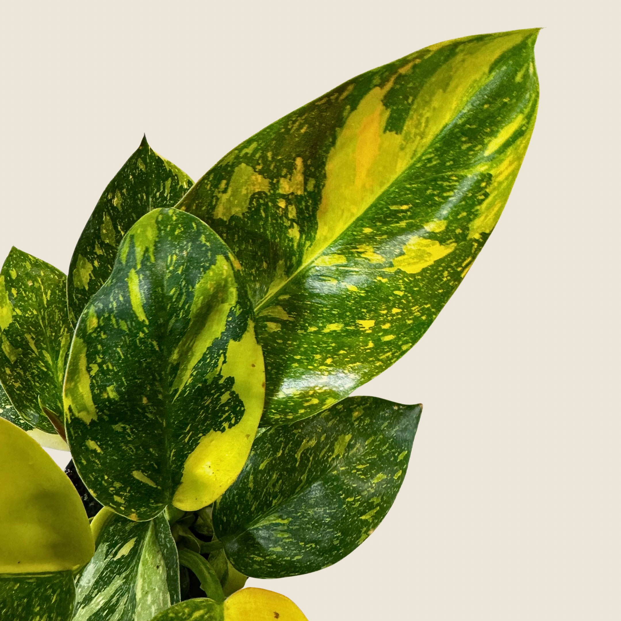 4" Philodendron Green Congo ‘Nuclear&