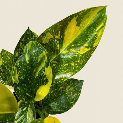 4" Philodendron Green Congo ‘Nuclear&