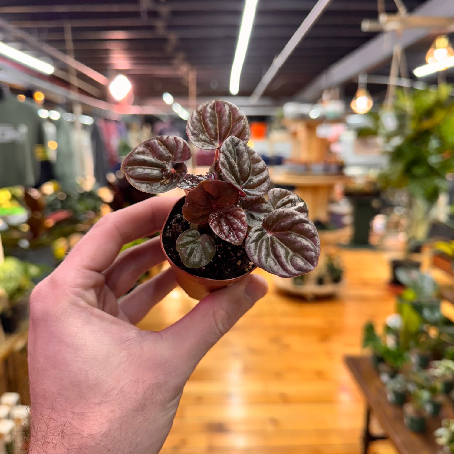 Peperomia Luna Red
