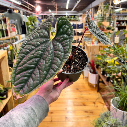 Anthurium Radicans x Luxurians