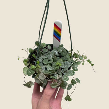 String of Hearts