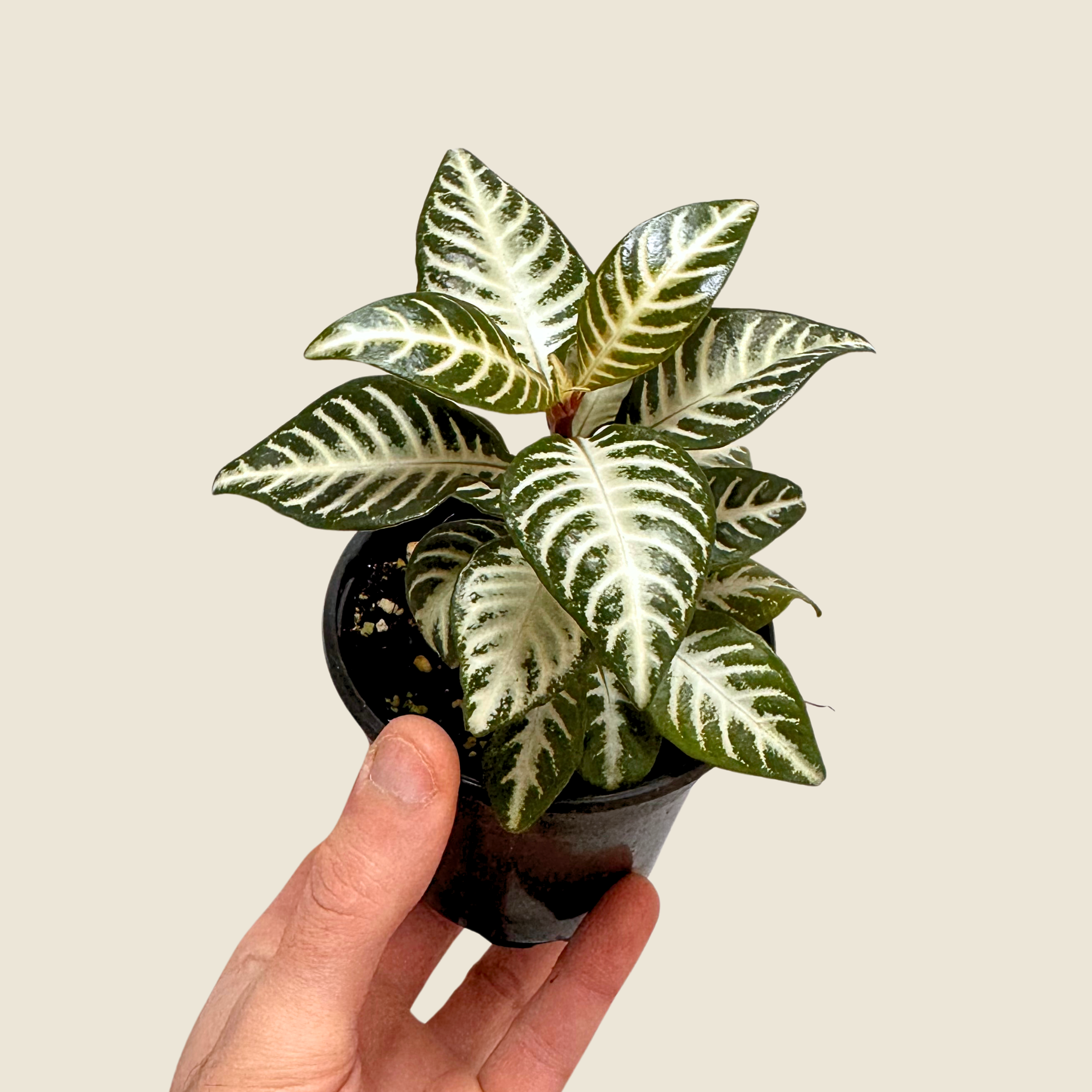 Aphelandra Zebra &
