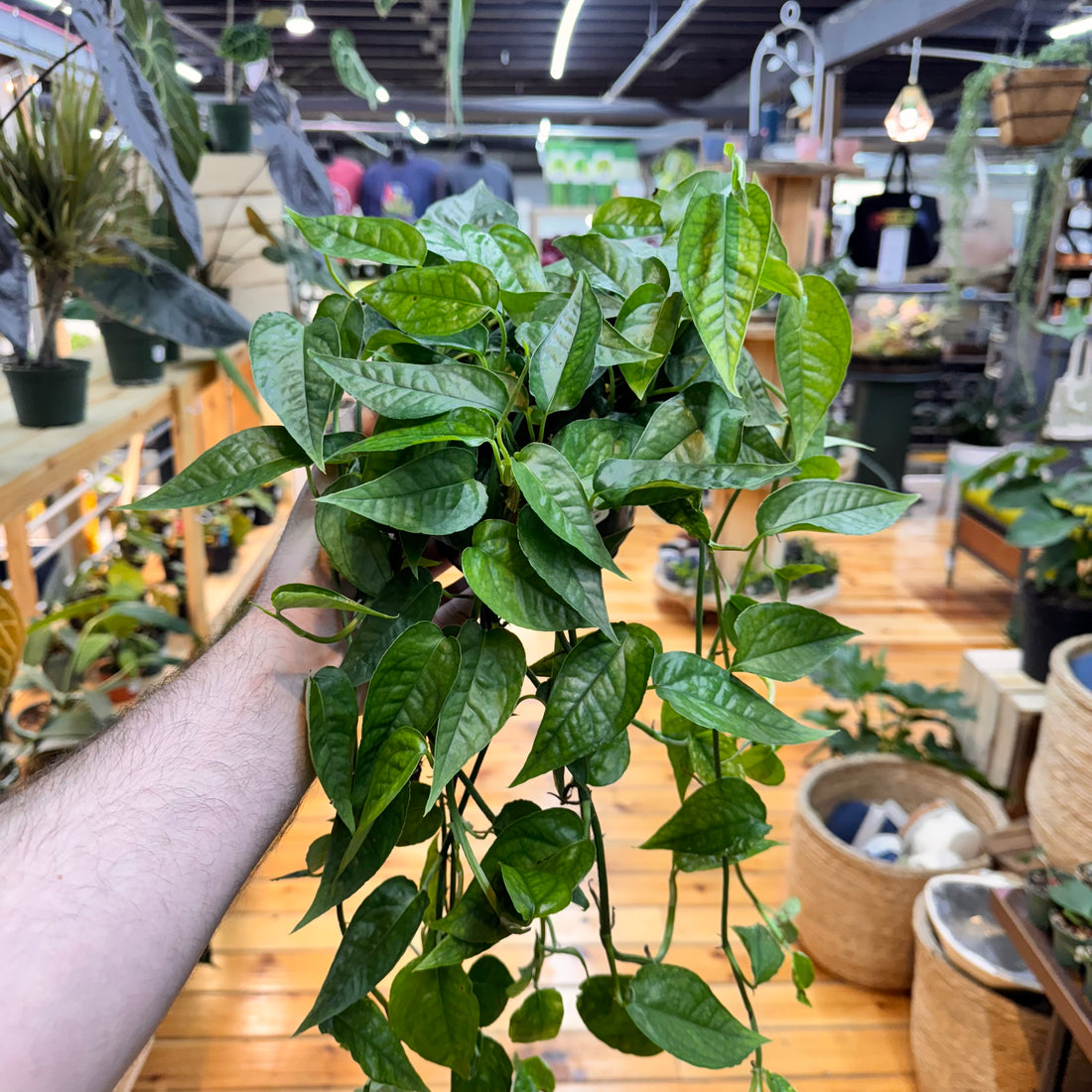 Pothos Cebu Blue &