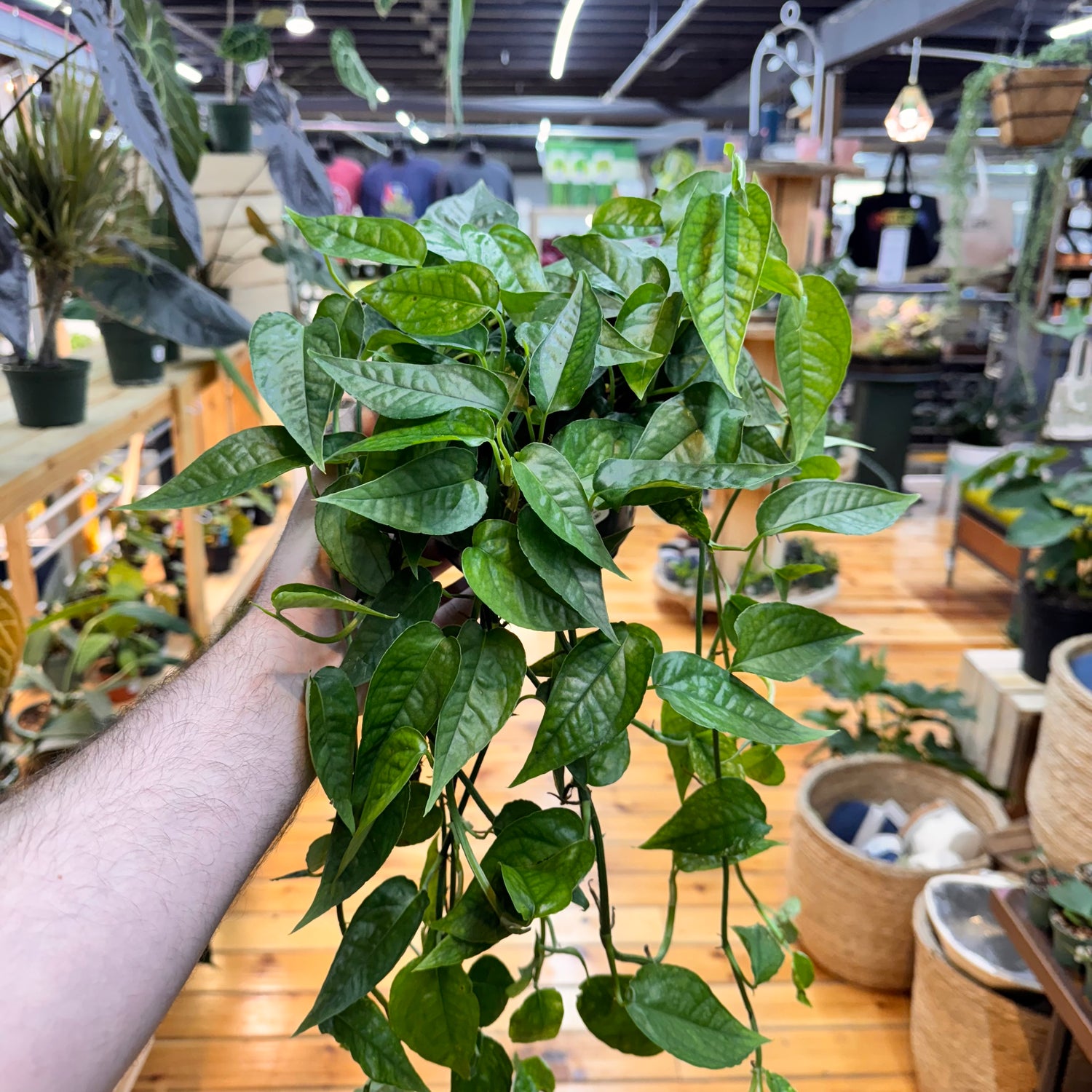 Pothos Cebu Blue &