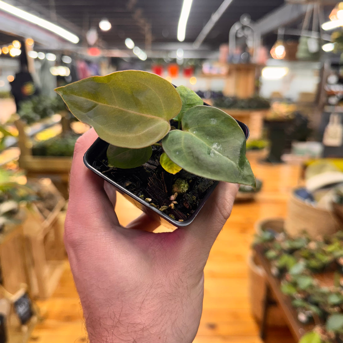 Anthurium (Brielle x Zara) x Indo Port