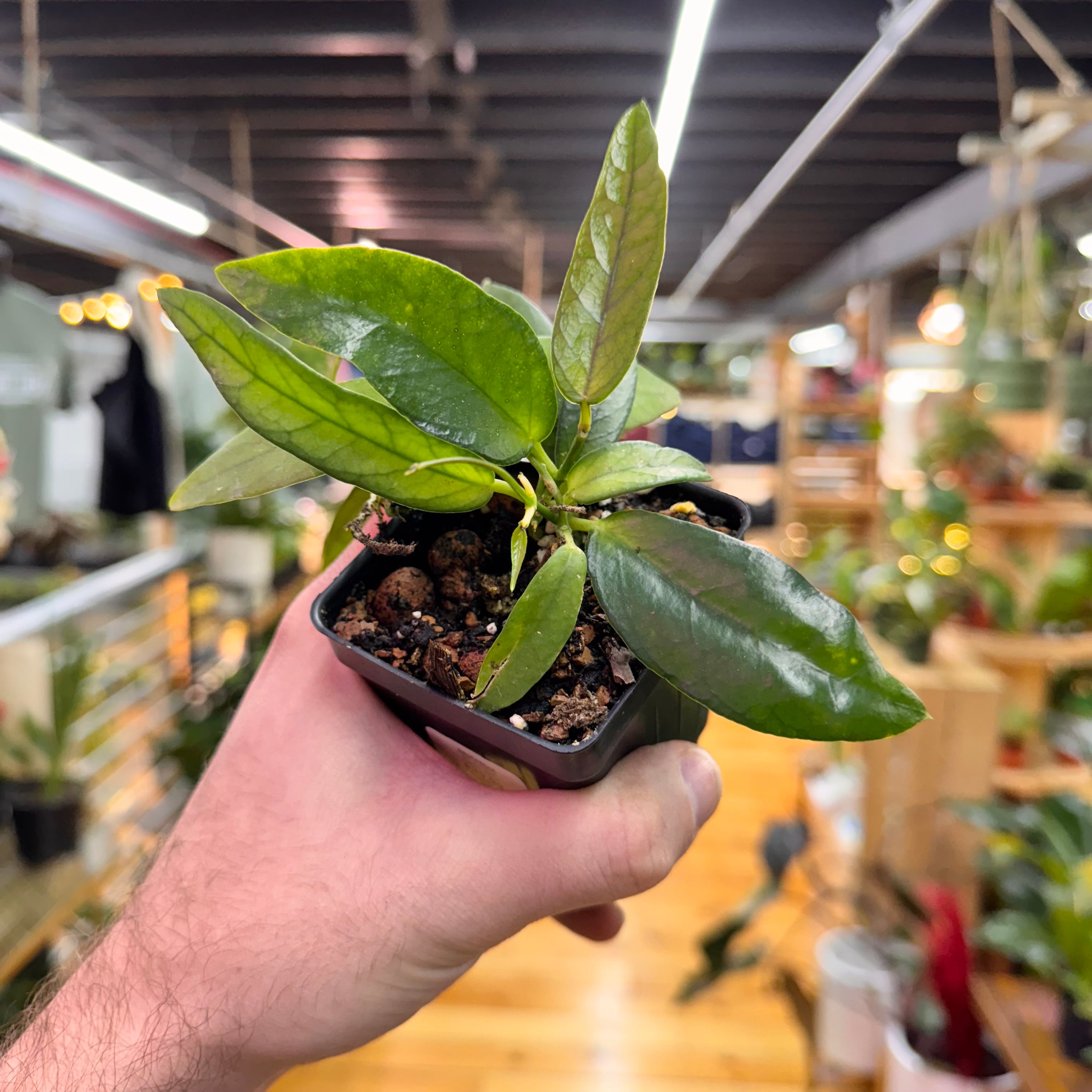 Dischidia Acutifolia