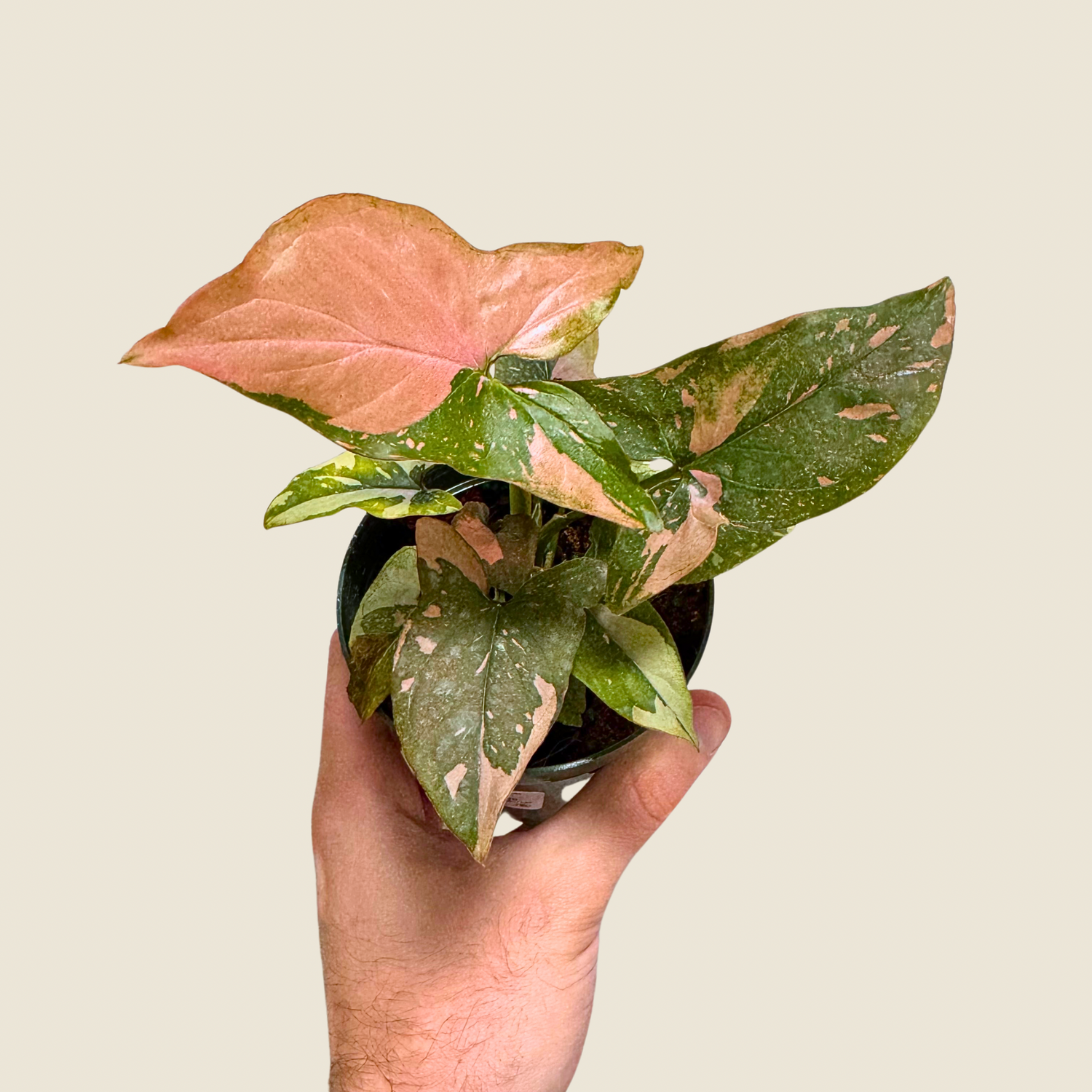 Syngonium Tricolor