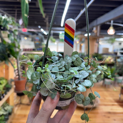 String of Hearts