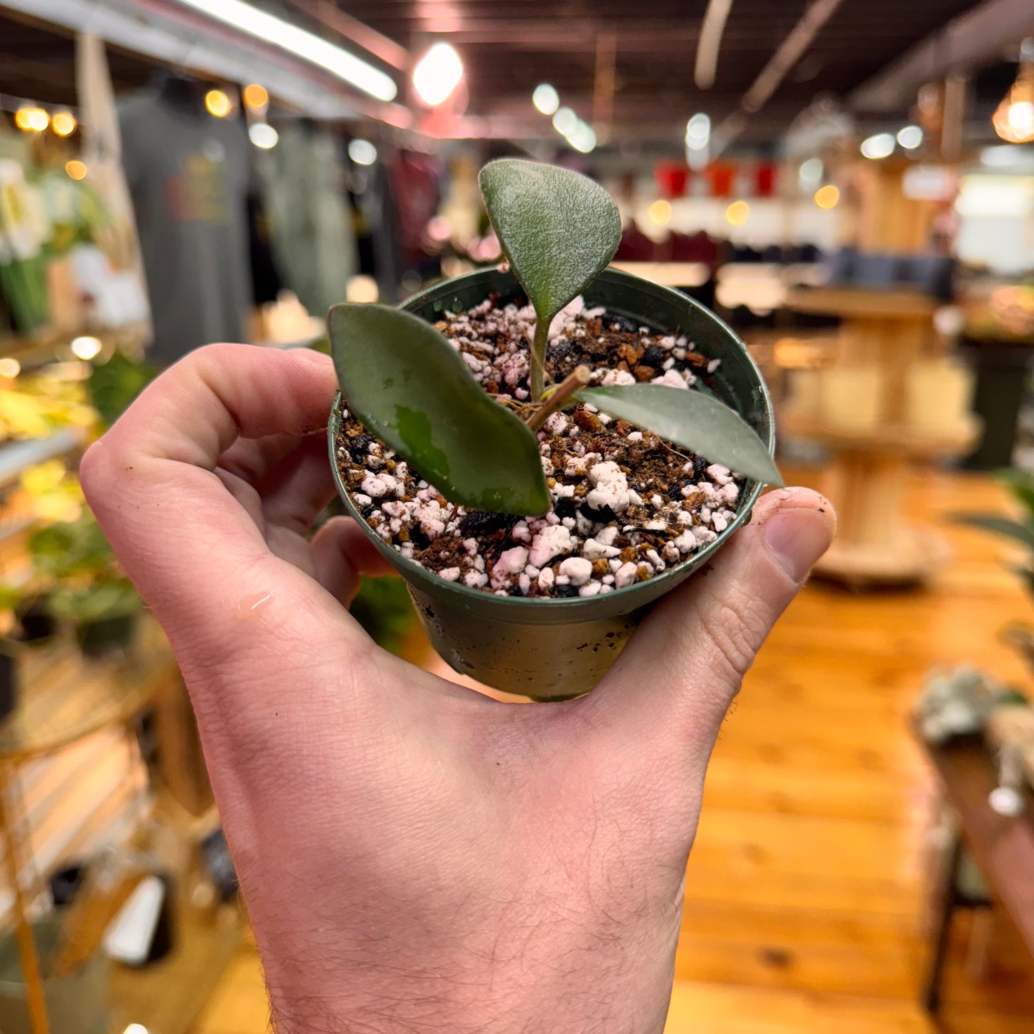 Hoya Burtoniae