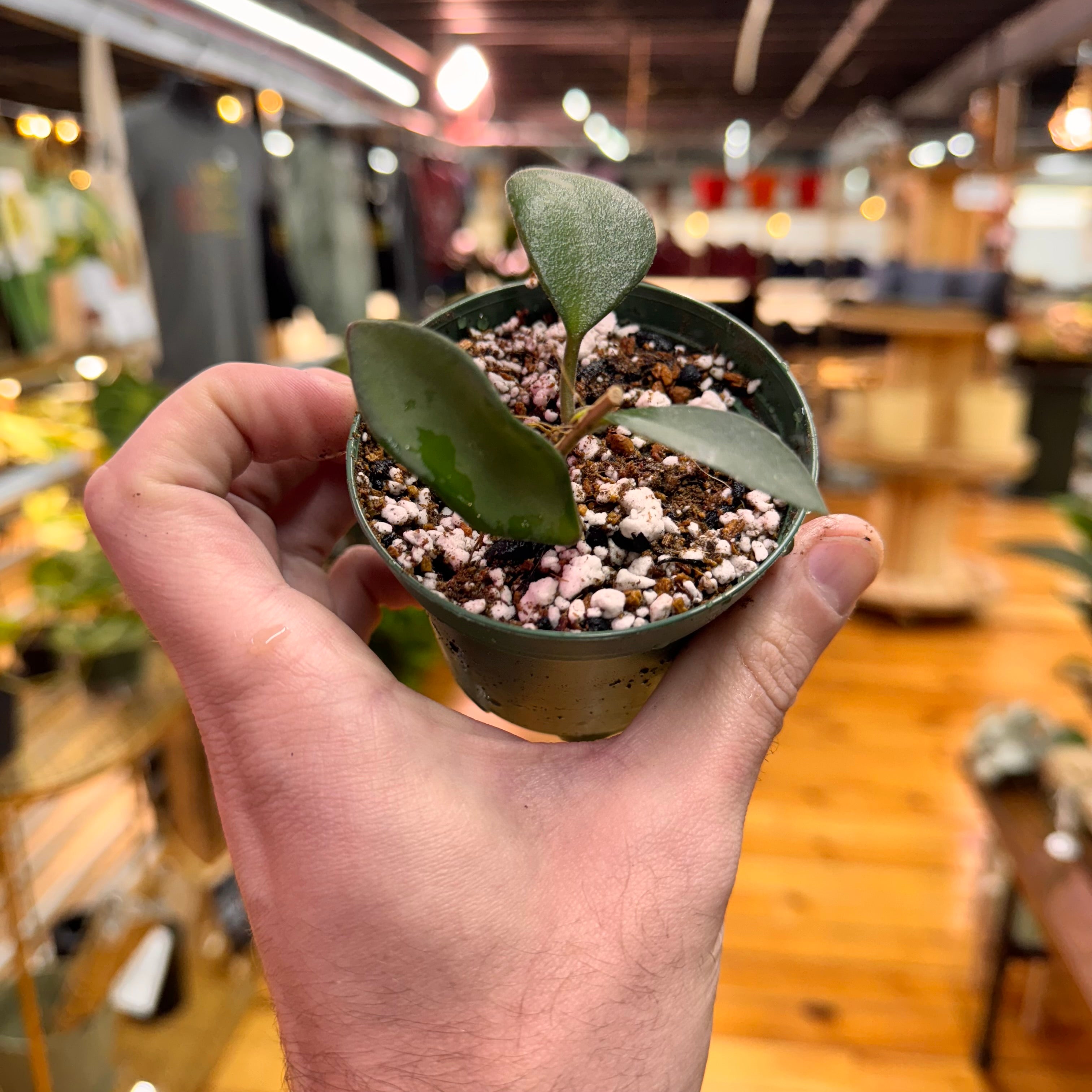 Hoya Burtoniae