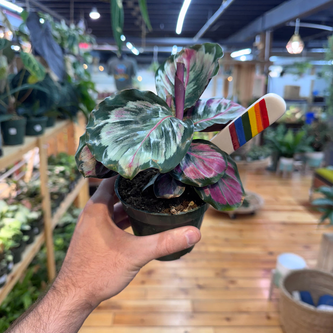 Calathea Mysty
