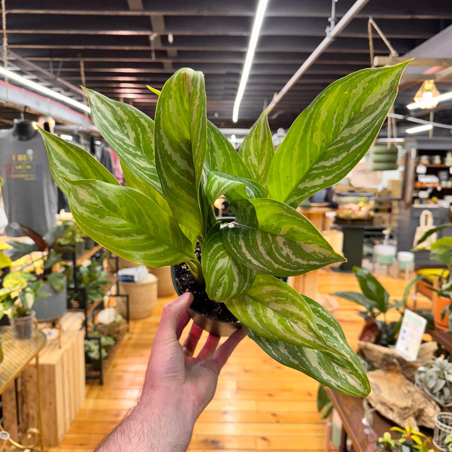 Aglaonema Stripes