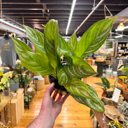 Aglaonema Stripes