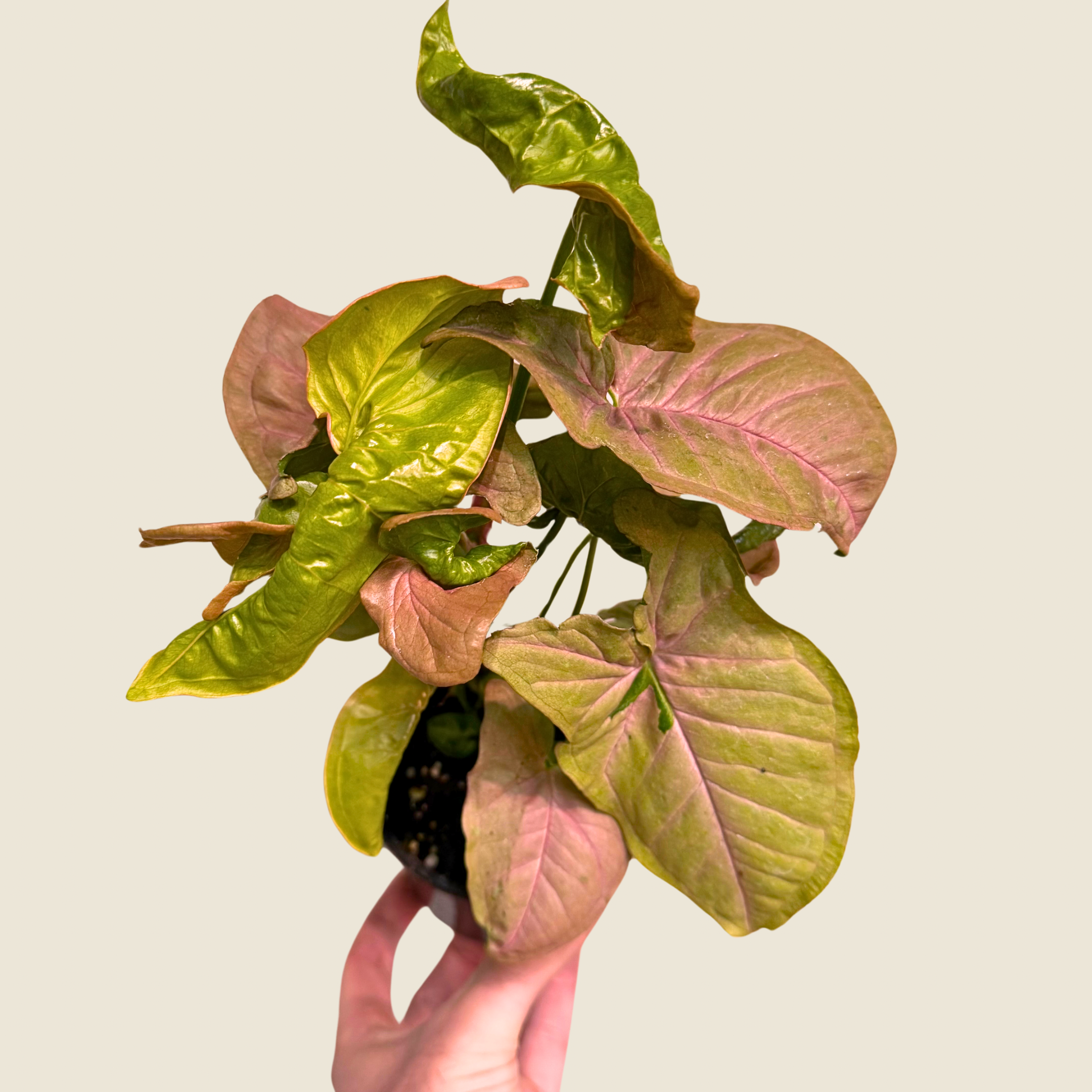 Syngonium Neon Pink