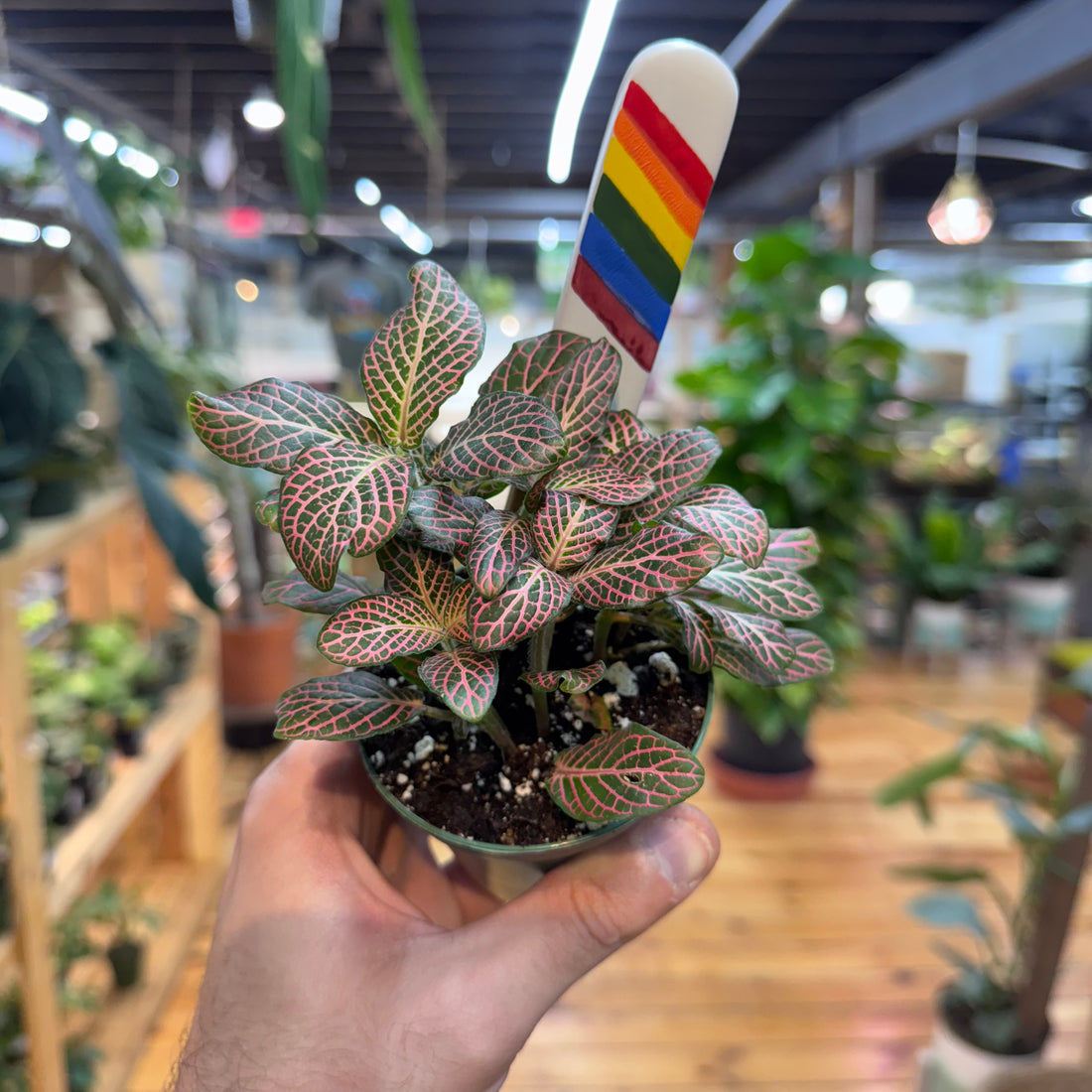 Fittonia &