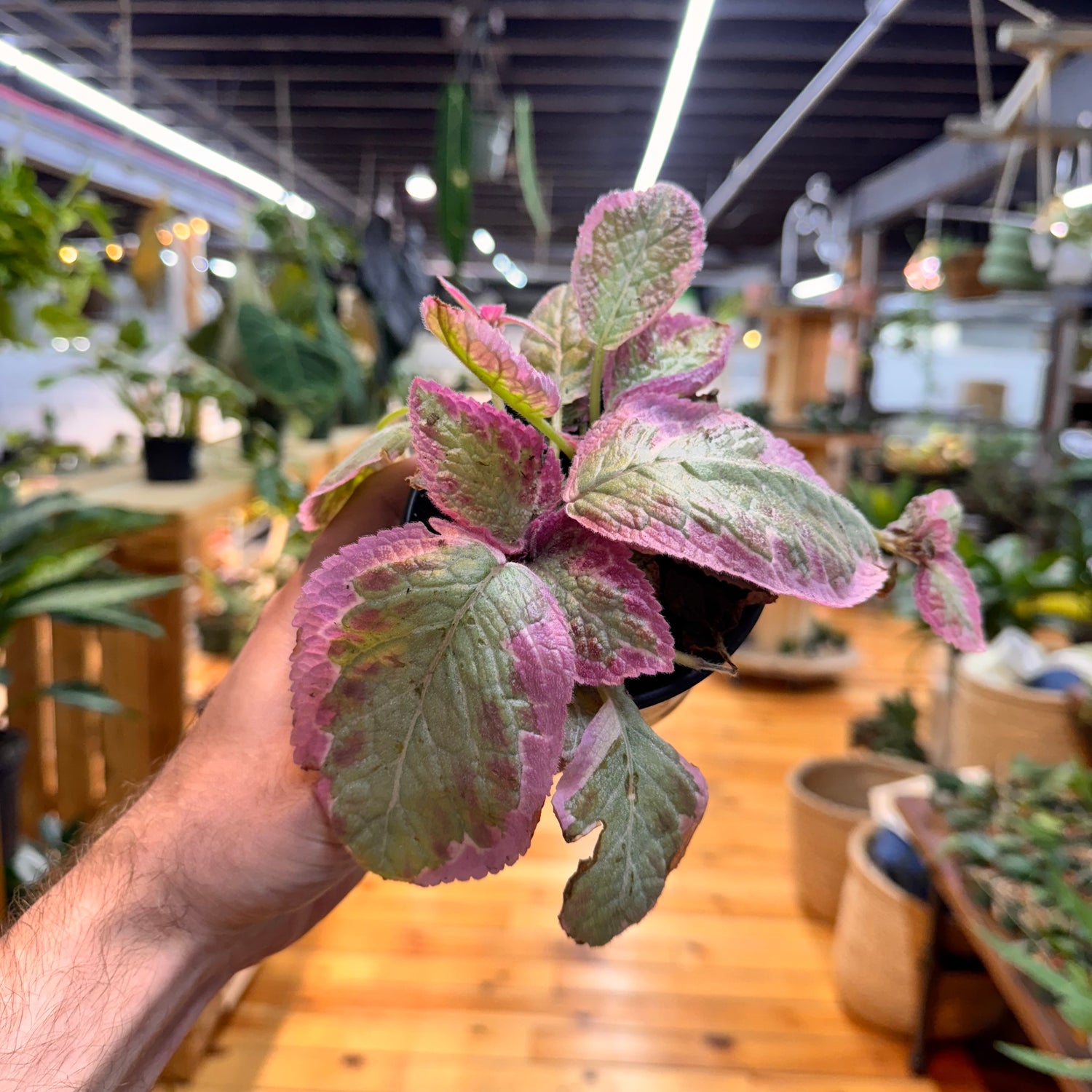 Episcia Pink Brocade