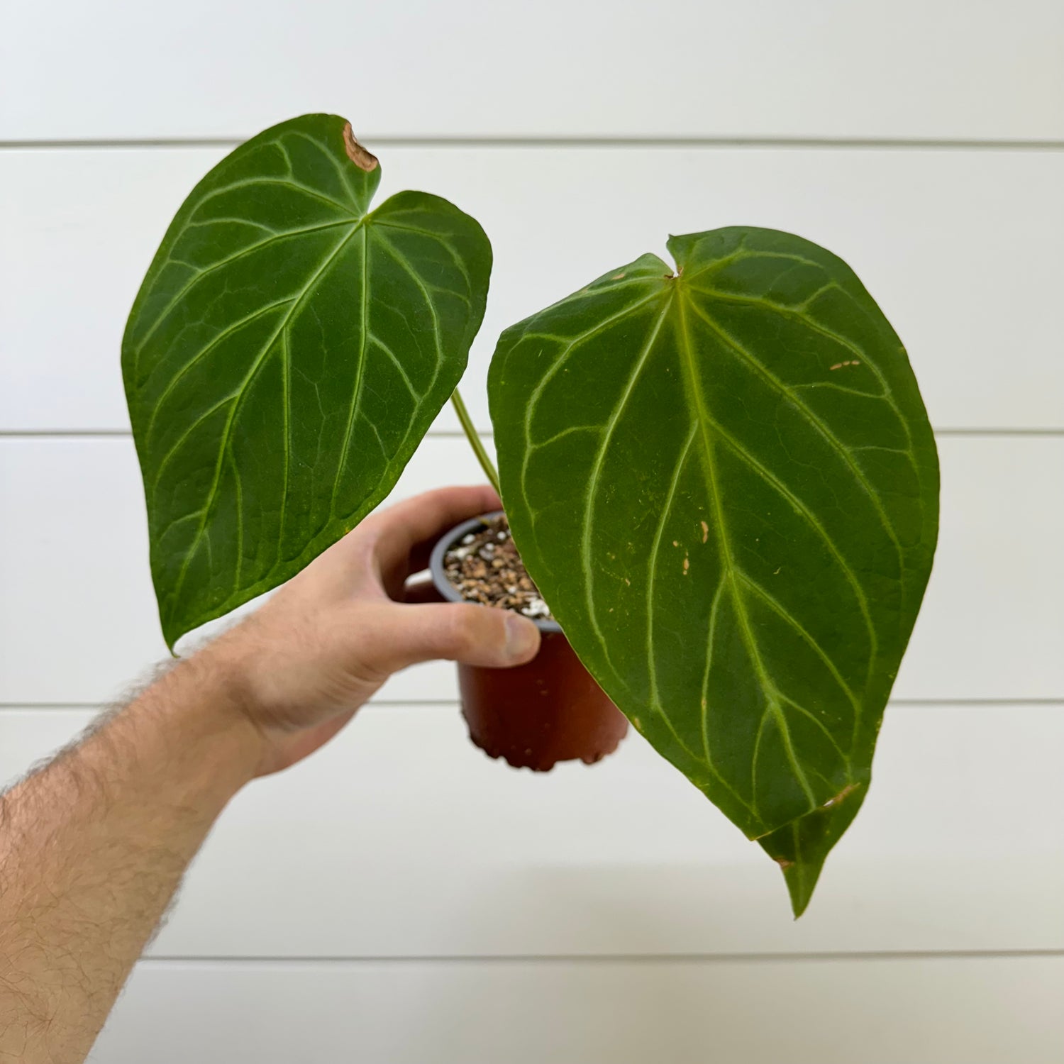 Anthurium Magnificum