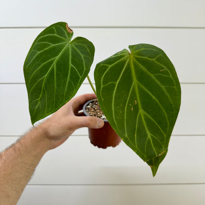 Anthurium Magnificum