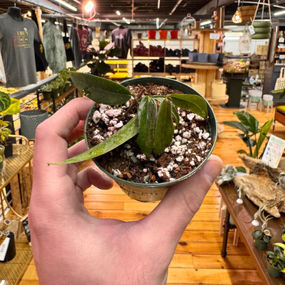Hoya Paradisea