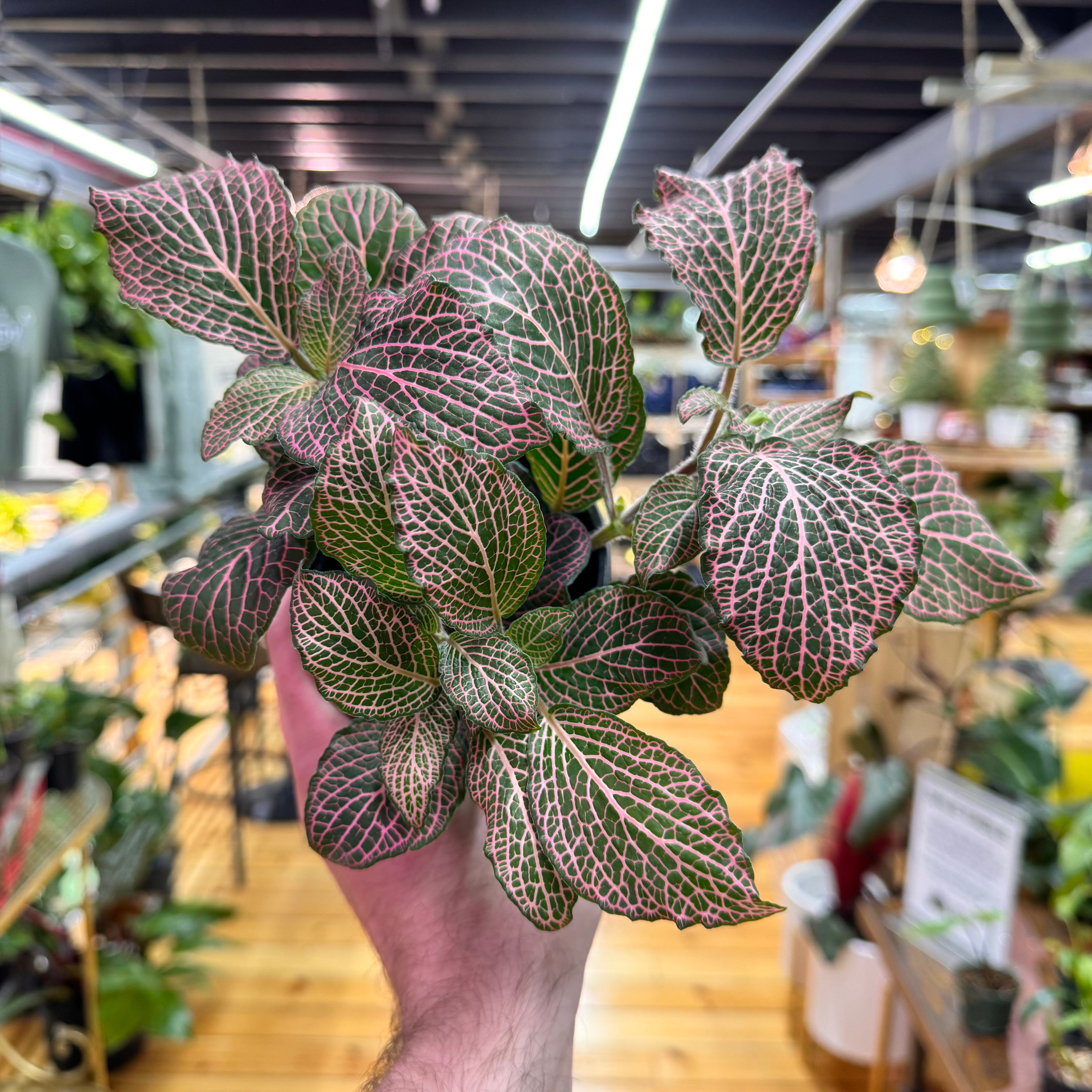 Fittonia &