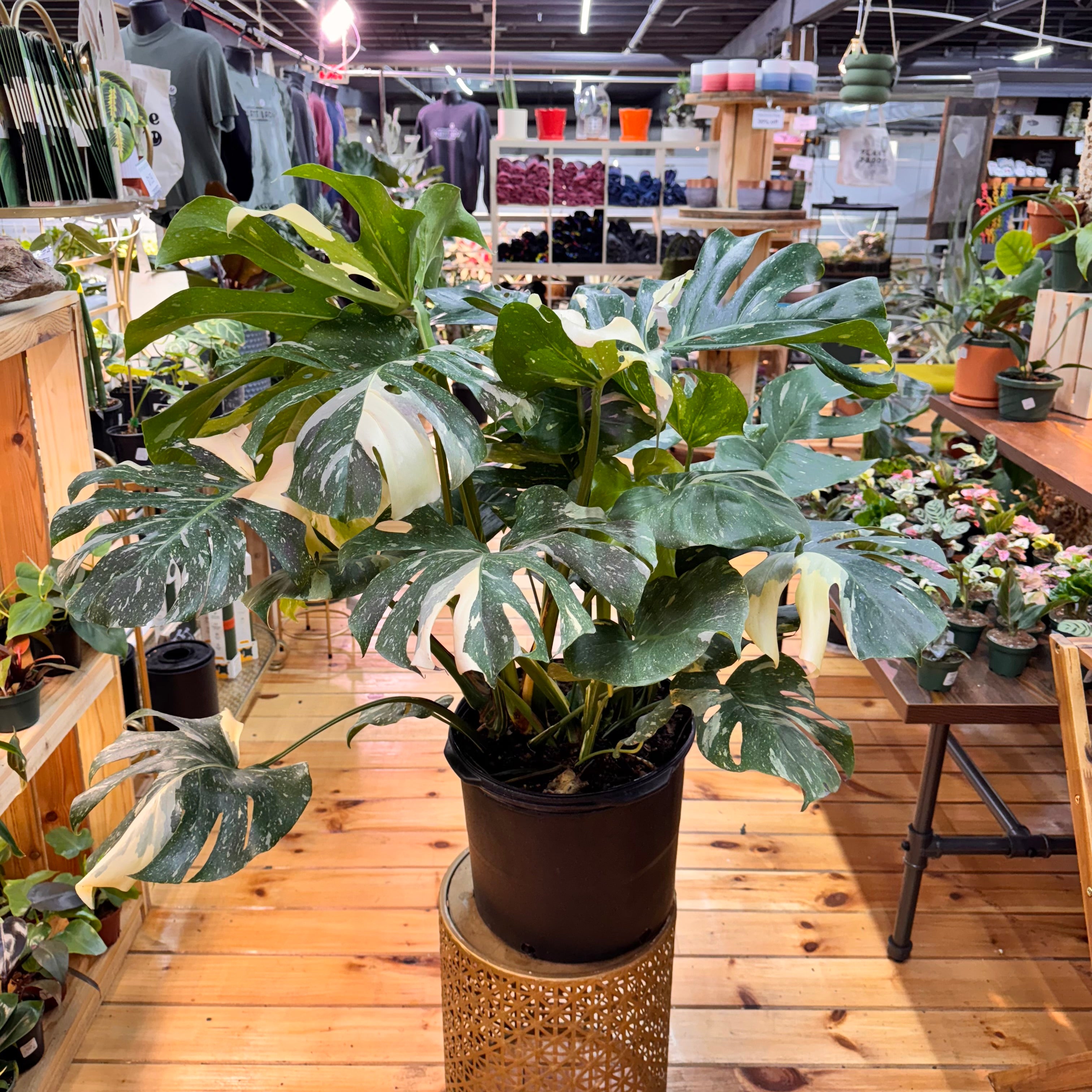 Monstera Thai Constellation