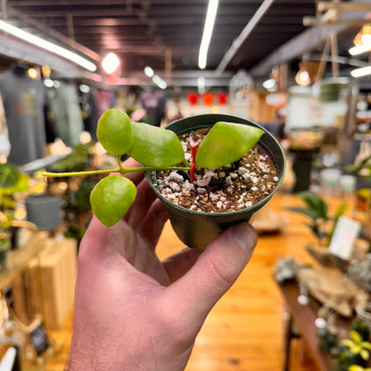 Hoya sp. Pagar Alam