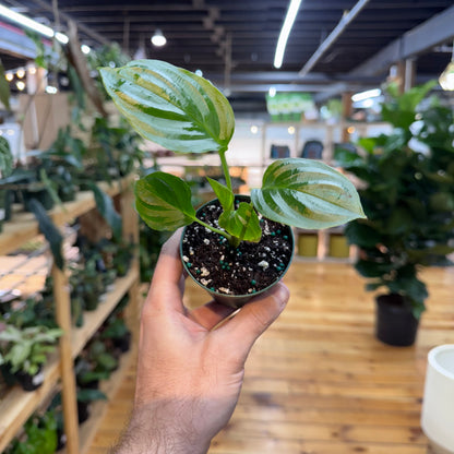 Hand holding a small potted plant in a store setting with plants on shelves in the background.