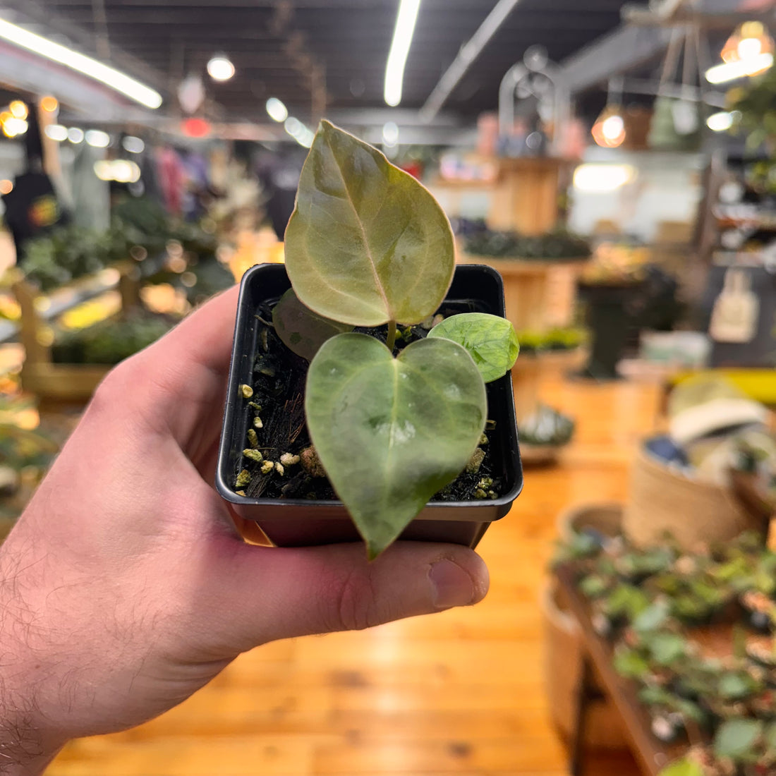 Anthurium (Brielle x Zara) x Indo Port