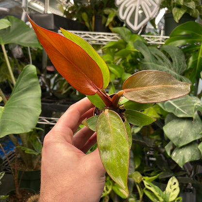 Philodendron Sun Red