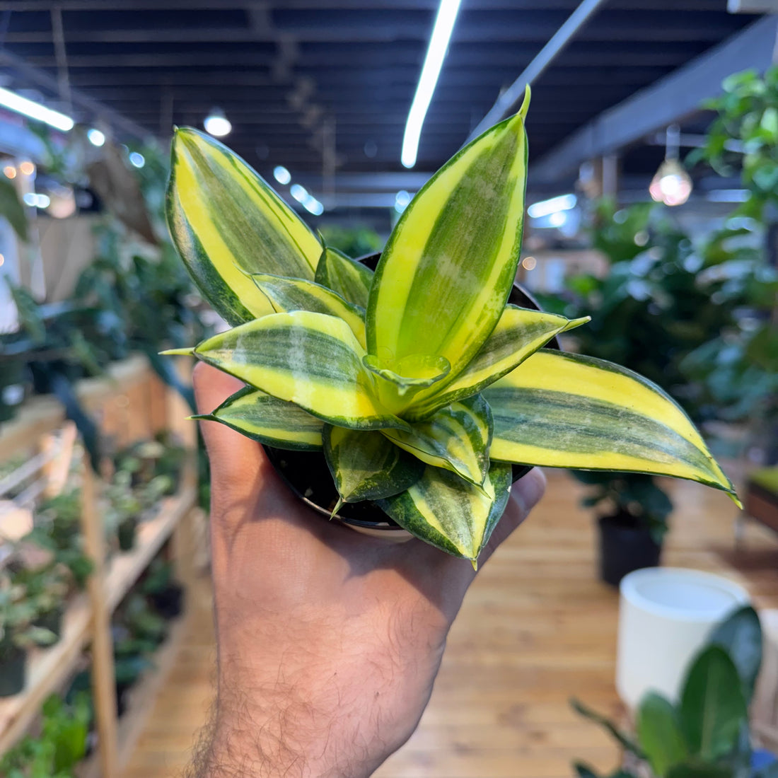 Sansevieria Golden Hahnii